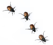 Beetles Against White Background