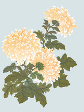 Yellow Chrysanthemum Illustration