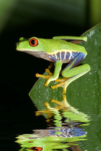 Red Eye Tree Frog Agalycnis Callidryas From Costa Rica