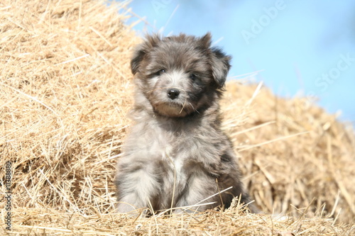 Chiot Berger Des Pyrénées Sagement Assis Sur La Paille