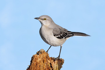 Sticker - Mockingbird On A Stump