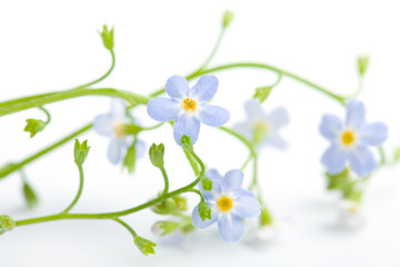 Fotomurales - forget me not flower isolated (shallow DOF)