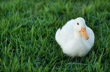 Lonely Duck On Lawn
