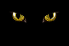 Cat's Eyes Glowing In The Dark. Halloween Background