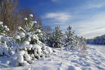 Sticker - Wald im Winter - forest in winter 07