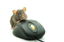 Rat And Computer Mouse
