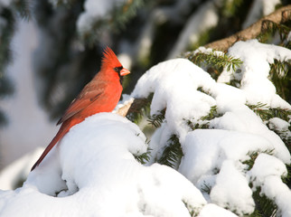 Sticker - Northern Cardinal in snowstorm