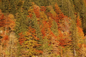 Wall Mural - Herbstwald