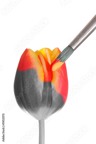 malowany-wiosenny-tulipan-na-bialym-tle