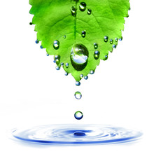 Green Leaf With Water Drops And Splash Isolated On White