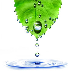 Wall Mural - green leaf with water drops and splash isolated on white