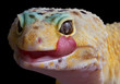 Gecko licking lips