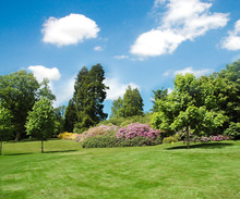 Trees And Lawn On A Bright Summer Day