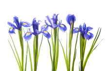 Art Irises