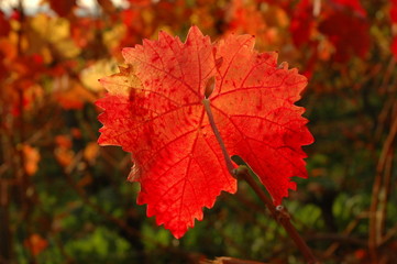 Sticker - Weinblatt im Herbst