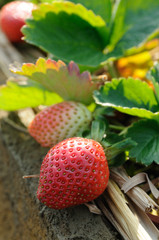 Wall Mural - Strawberries on the vine