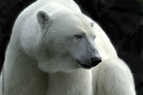 Plakat na papierze fotorealistycznym Niedźwiedź polarny