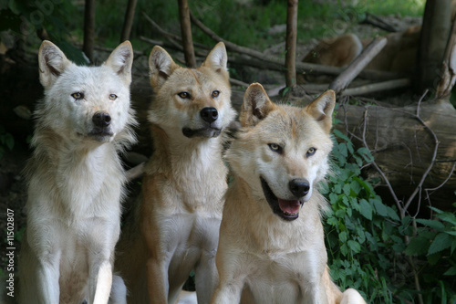 Plakat na papierze fotorealistycznym Wolfsgruppe