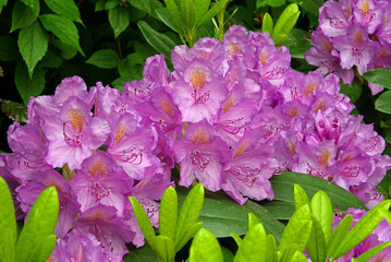 Wall Mural - Rhododendron 06