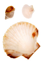 Seashells Isolated On White Background