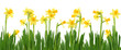 Yellow daffodils isolated on white