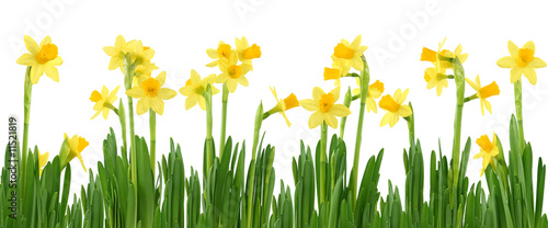 Nowoczesny obraz na płótnie Yellow daffodils isolated on white