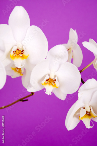 Tapeta ścienna Biała orchidea