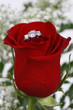 Ring in Red Rose, Closeup