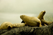 White Seals On Rock