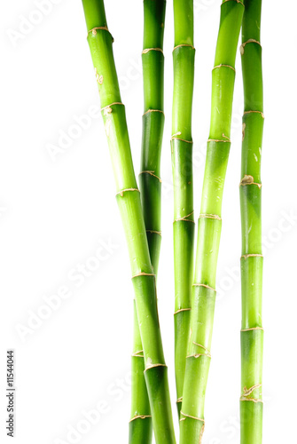 Naklejka na szybę bamboo 10