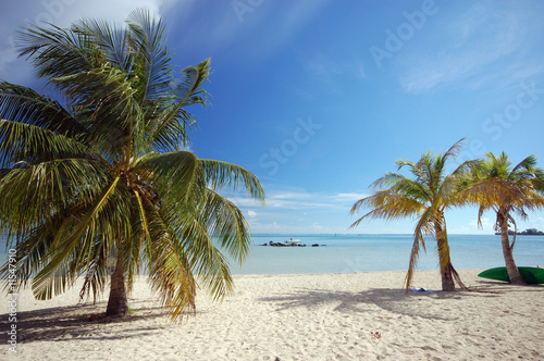 Obraz na płótnie canvas czteroczęściowy "tetraptyk" Palmy na białej, piaszczystej plaży, moorea, francuski Polinezja