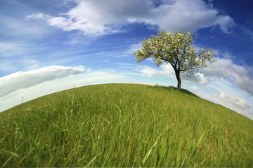 Poster - Beautiful spring landscape with lonely tree