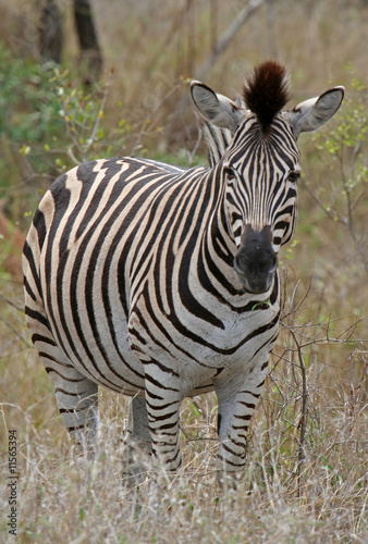 Obraz na płótnie canvas dwuczęściowy "dyptyk" Zebra, zebra stepowa, republika południowej afryki