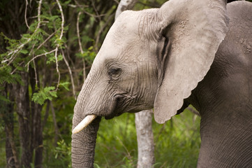 Elephant in Kruger Park