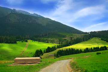 Wall Mural - Summer Landscape