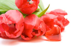 Fototapeta Tulipany - red tulips isolated on white. valentine's day.