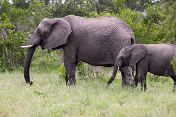 Elephant with baby elephant in Kruger Park