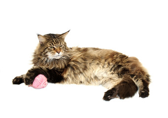 Poster - maine coon cat with pink wool ball