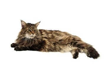 Sticker - maine coon cat