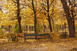 The bench in autumn park