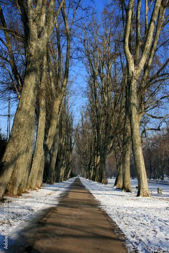 Obraz na płótnie canvas trzyczęściowy "tryptyk" Allee