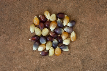 Canvas Print - blue, red and yellow indian corn on a sandstone