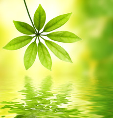 Wall Mural - Green leaf reflected in water