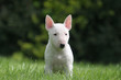 Bull terrier miniature aux oreilles roses