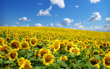 Fotomurales - sunflower