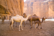Camels In Mountain Desert In Chad