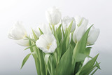 Fototapeta Tulipany - White spring tulips