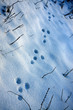 canvas print picture - hasenspuren im schnee