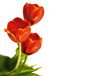 Drei rote Tulpen