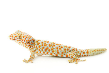 Canvas Print - Tokay Gecko